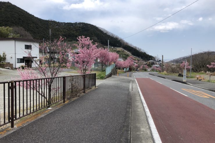 大山の桜
