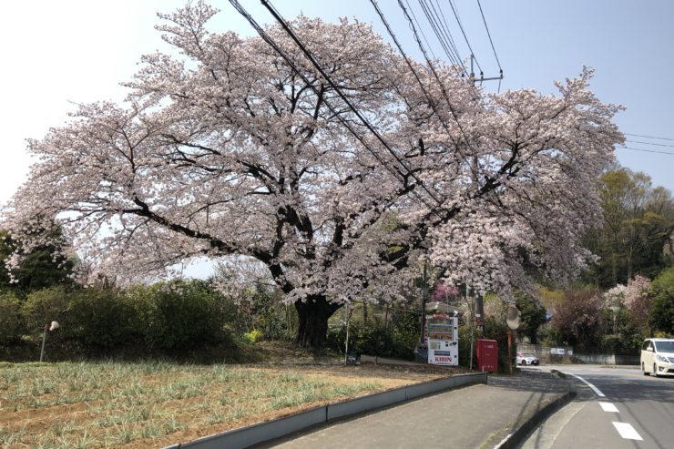 大木の桜