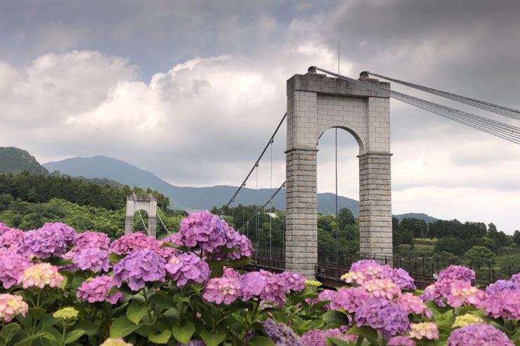 風の吊り橋と紫陽花