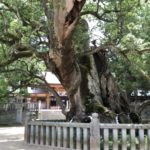 大山祇神社の楠