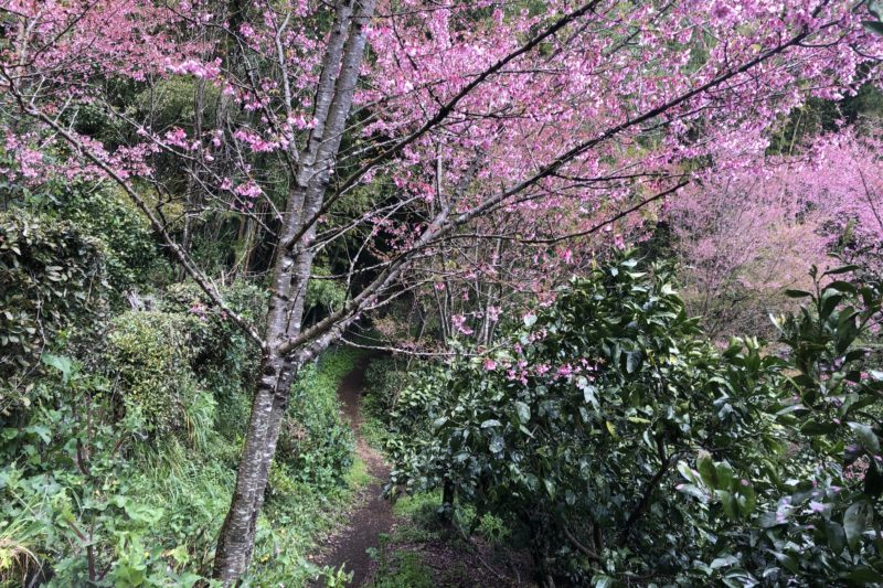 きのこ苑お山のたいしょうのおかめ桜