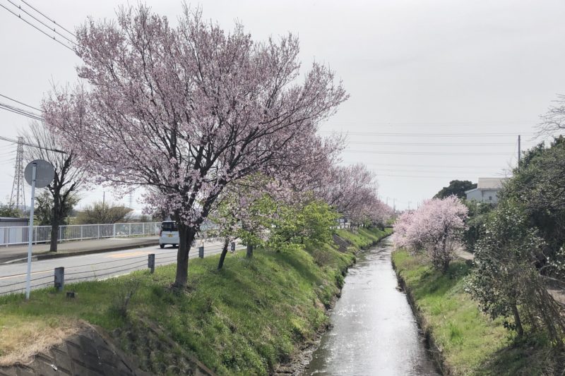 渋田川の桜