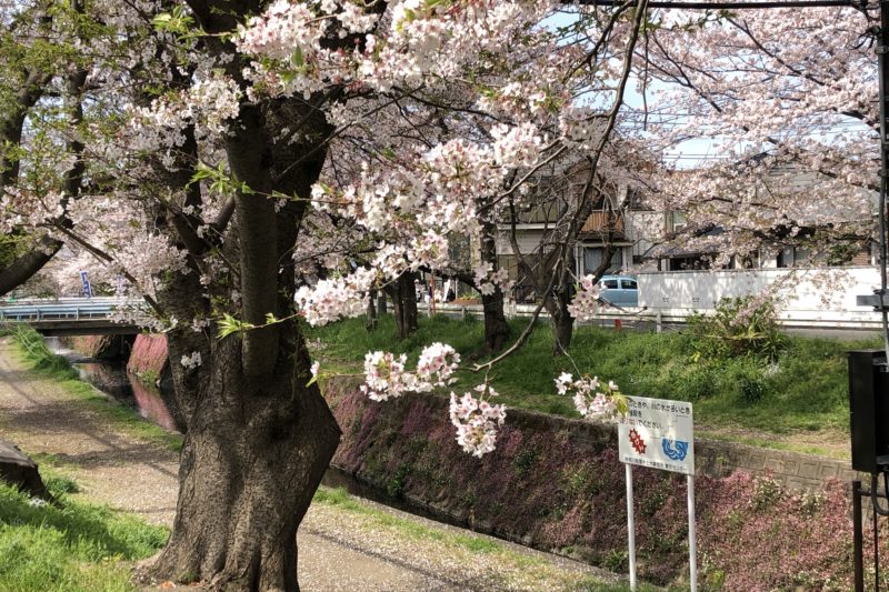 引地川の千本桜
