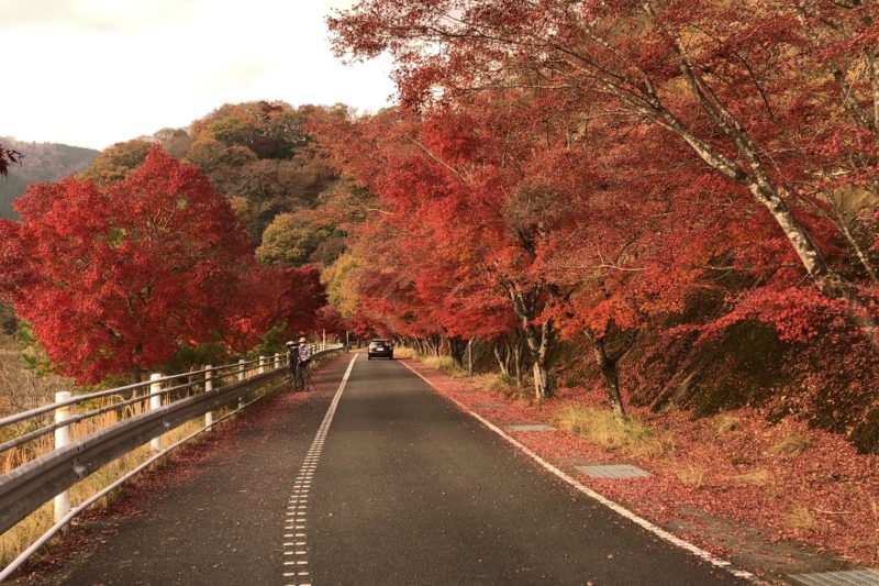 丹沢湖の紅葉