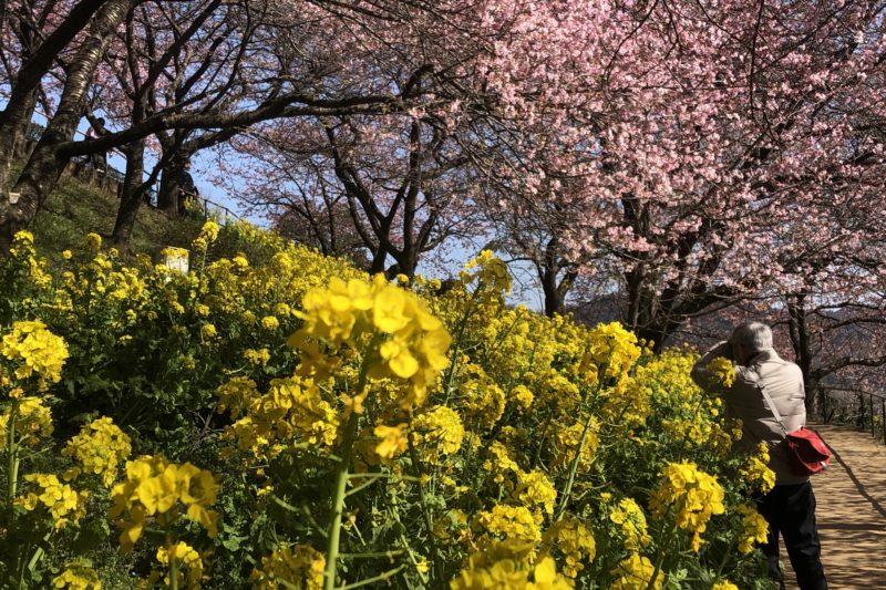 西平畑公園の河津桜と菜の花
