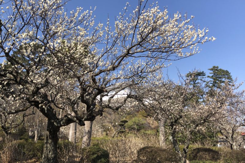 小田原城の梅