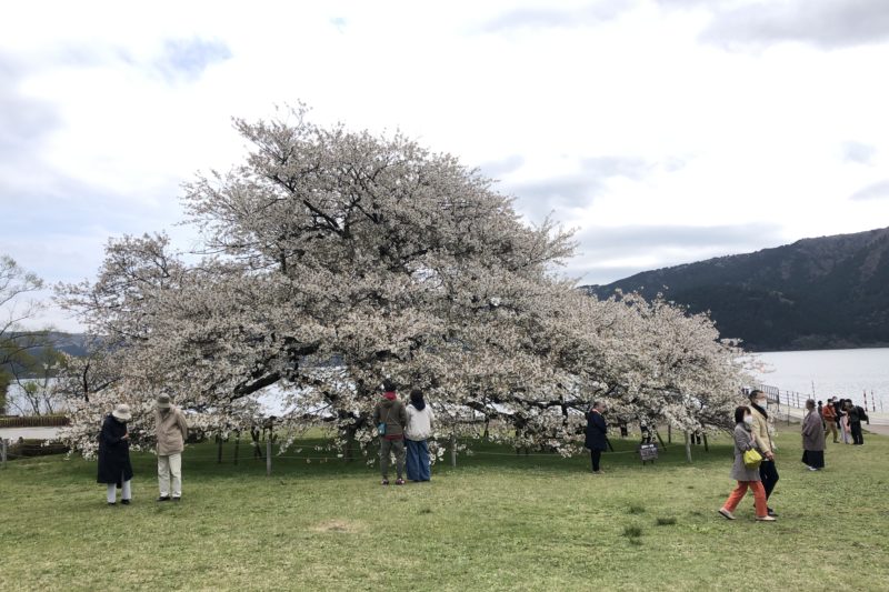 箱根の湖畔の一本桜