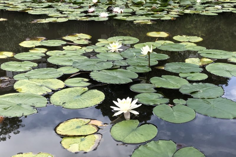 松永記念館の池の睡蓮