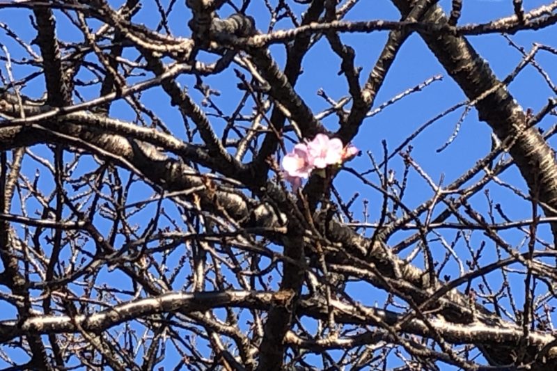 狂い咲きした河津桜