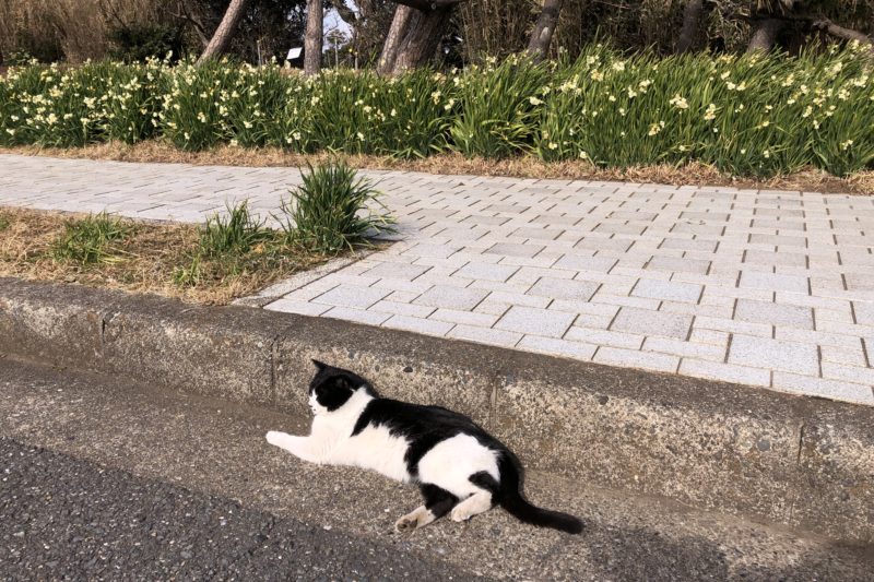 城ヶ島公園の水仙と猫