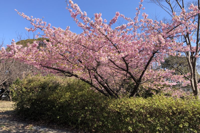 貝山公園の桜