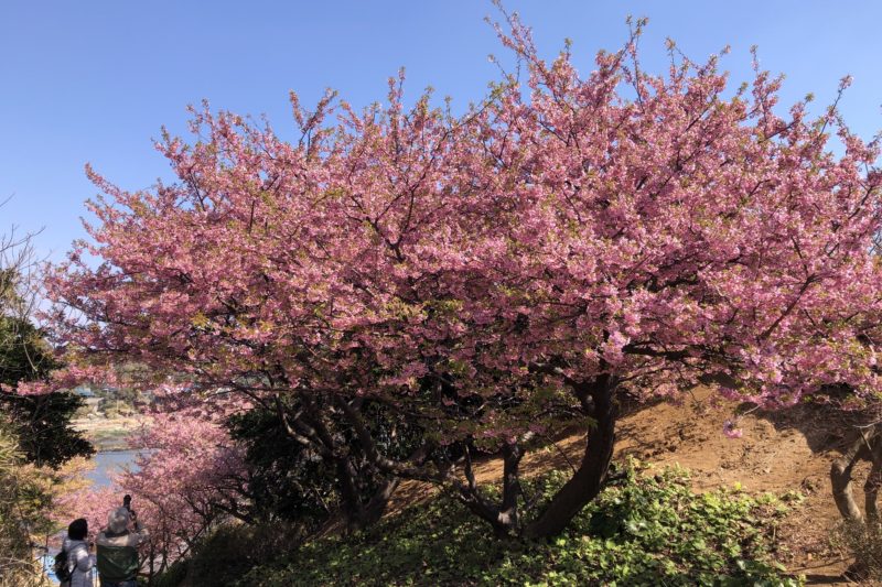 毘沙門漁港の桜