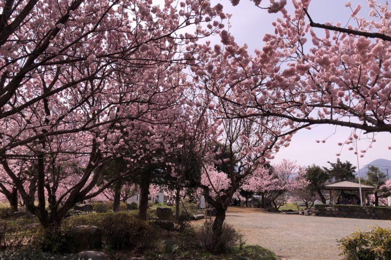 ふくざわ公園の春めき桜