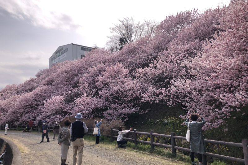 一ノ堰ハラネの春めき桜