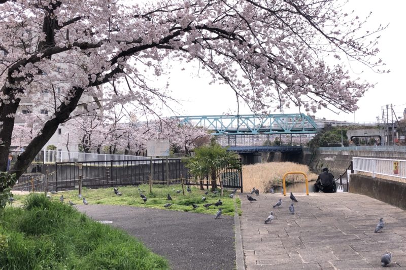 柏尾川の桜と鳩