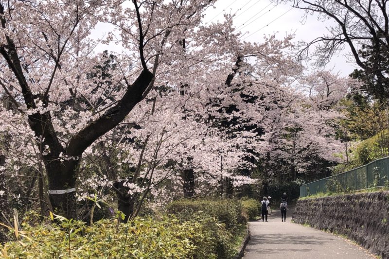 横浜市児童遊園地の桜