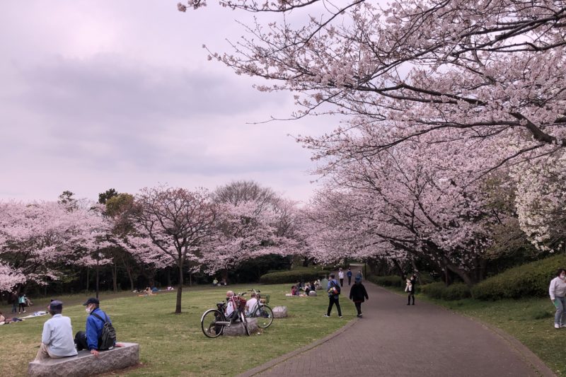 本牧山頂公園の桜