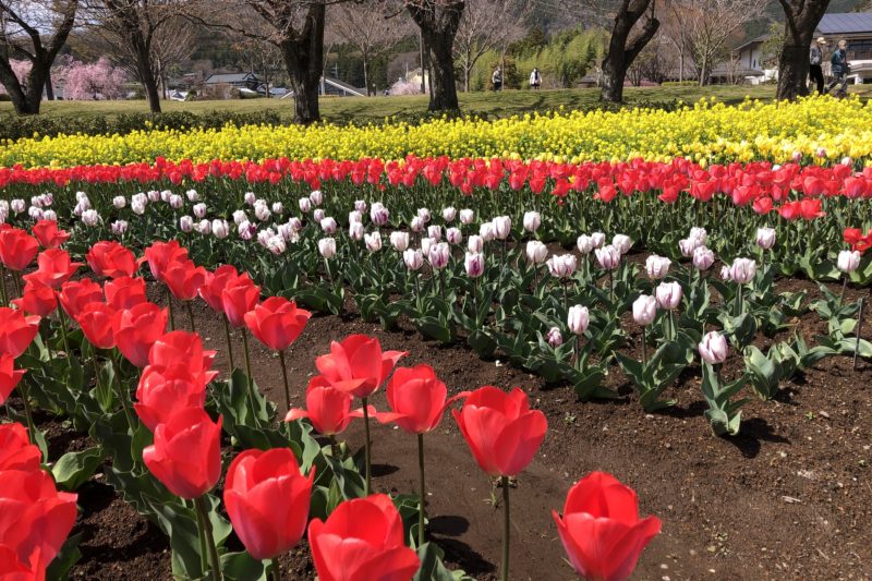 秦野戸川公園のチューリップと菜の花