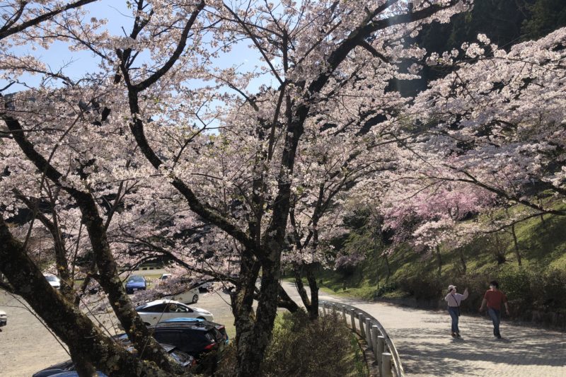 地蔵堂駐車場の桜