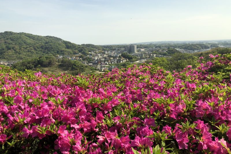 太田和つつじの丘の頂上からの景色