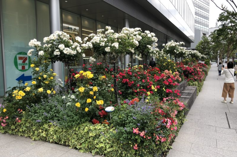 横浜市役所前の庭園の薔薇