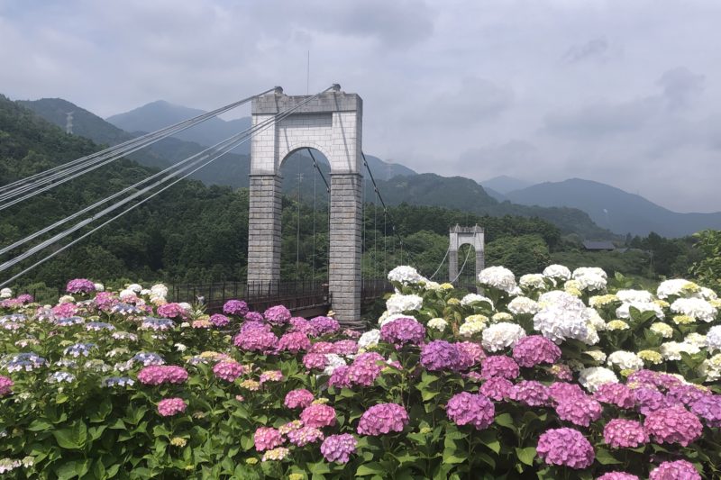 秦野戸川公園の風の吊り橋