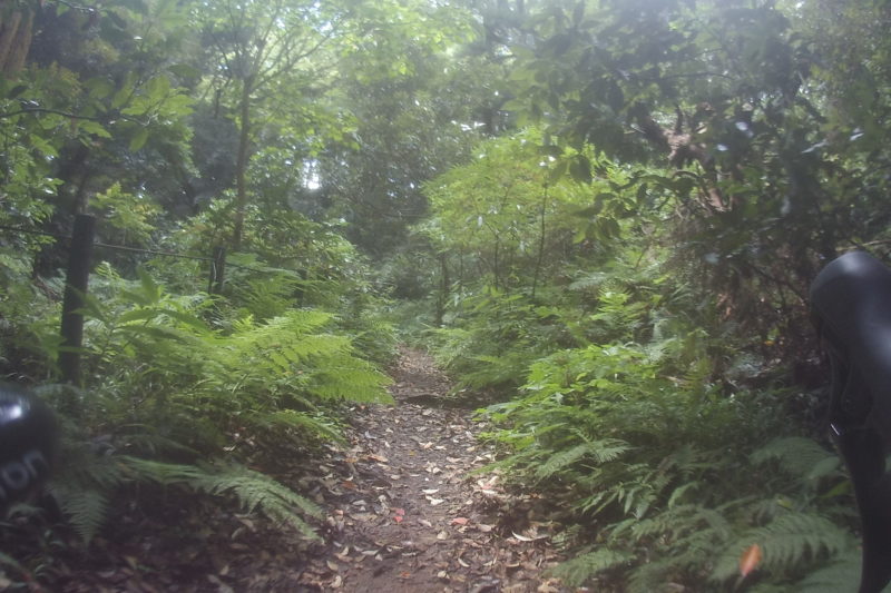 真鶴岬の林道