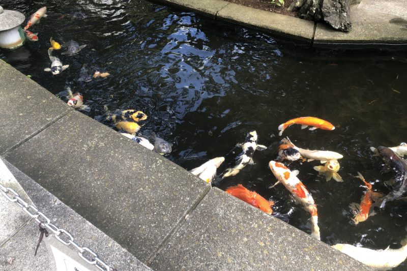 六所神社の池の鯉