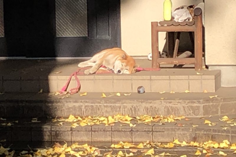 笠䅣稲荷神社の柴犬