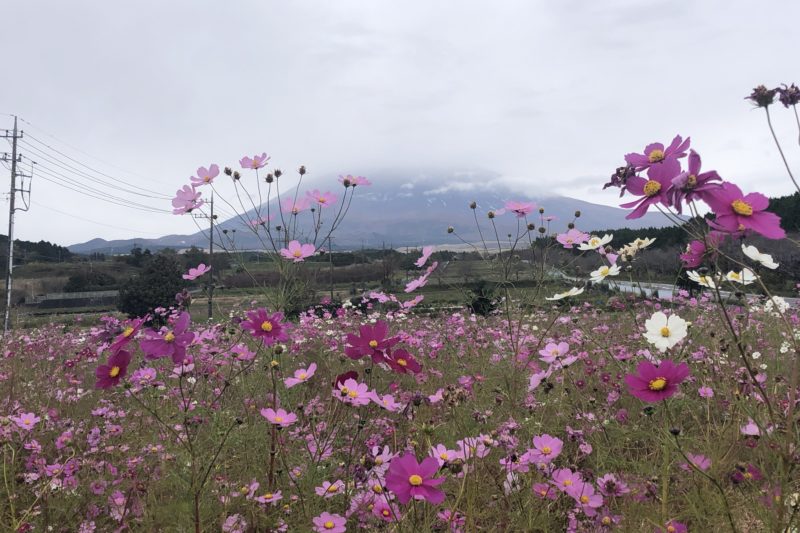 パノラマ遊花の里のコスモスと富士山