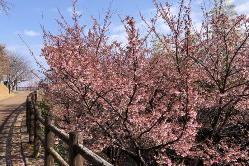 さくらの名所散策路の桜