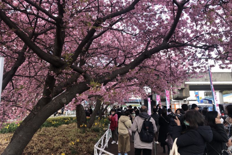 三浦海岸駅前の桜