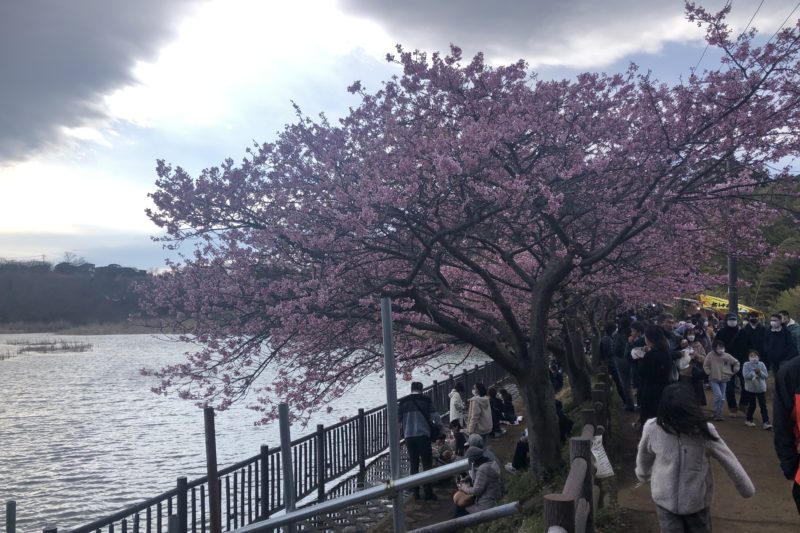 三浦海岸桜まつりの池の周り