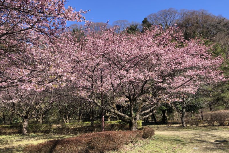 相模川自然の村公園の桜