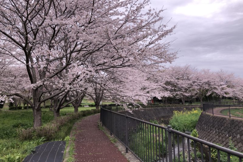 厳島湿生公園の桜