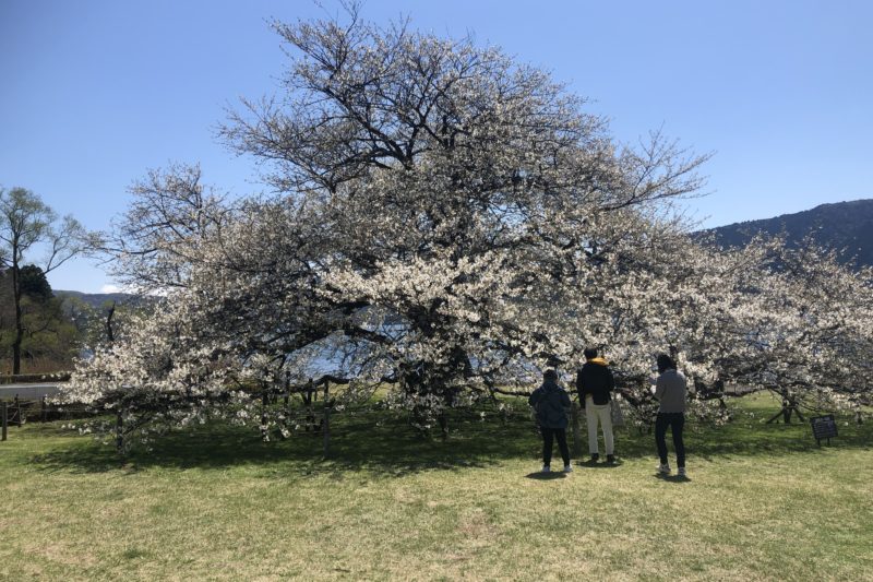 箱根園の一本桜