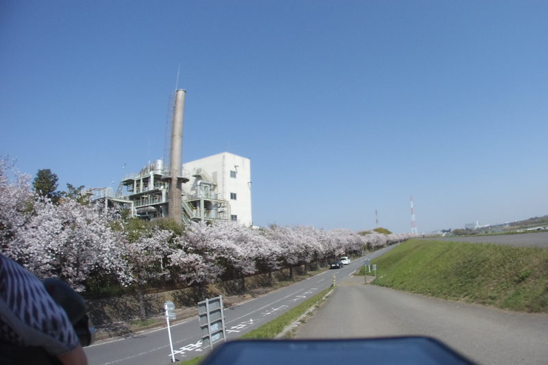 相模川ぞいの工場横の桜