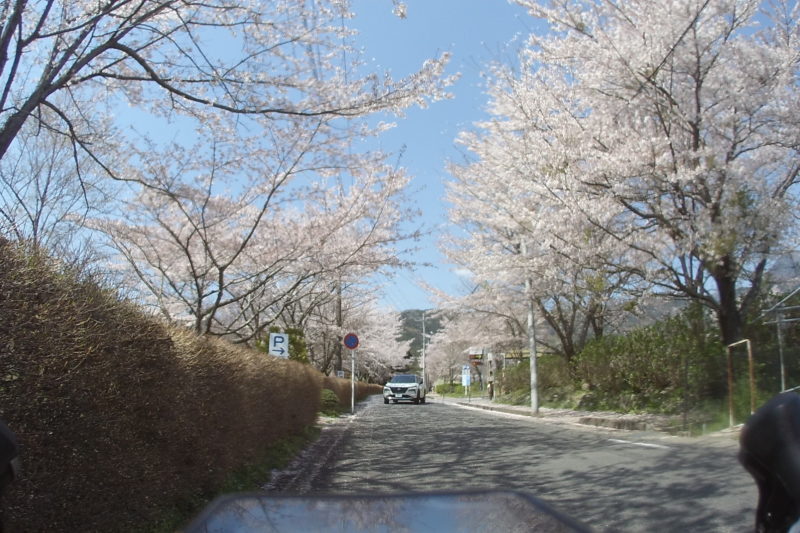 秦野戸川公園の桜