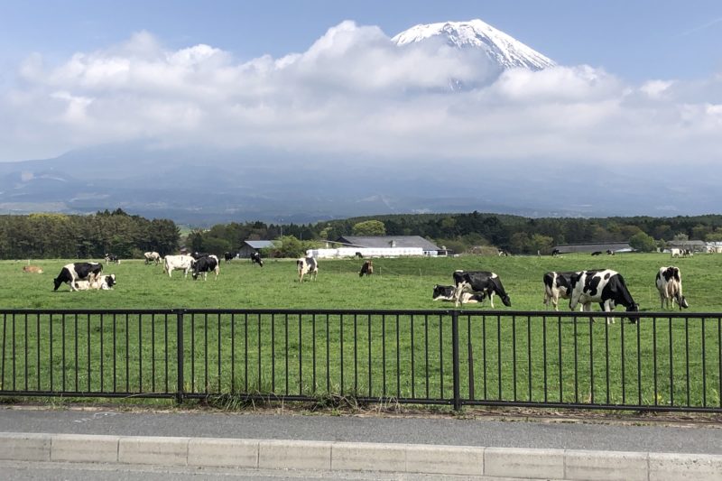 放牧の牛と富士山