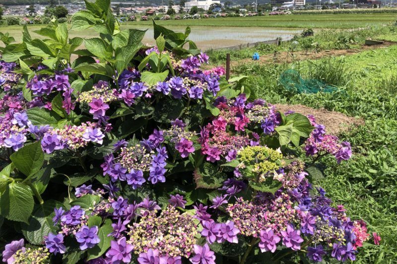 開成町あじさいの里の紫陽花