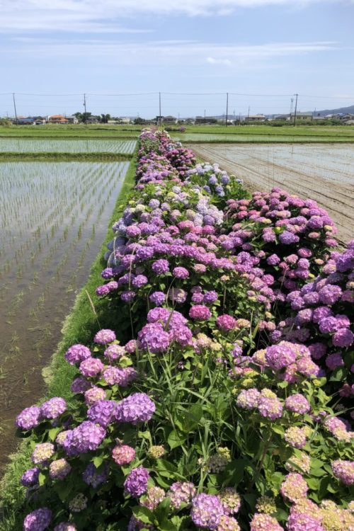 開成町ハナアオイ農道の紫陽花