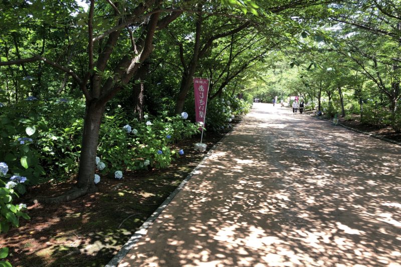 八景島シーパラダイスの紫陽花