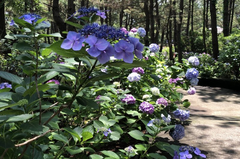 八景島シーパラダイスの紫陽花