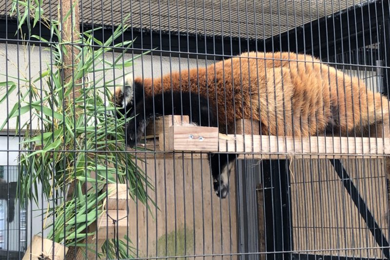 大島公園 動物園のレッサーパンダ