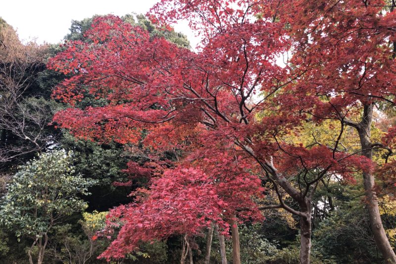 源氏山公園の紅葉