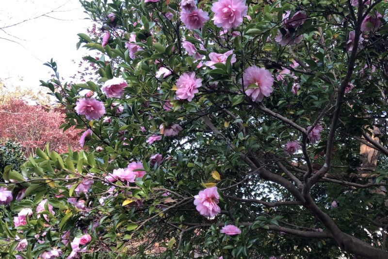 源氏山公園の椿の花