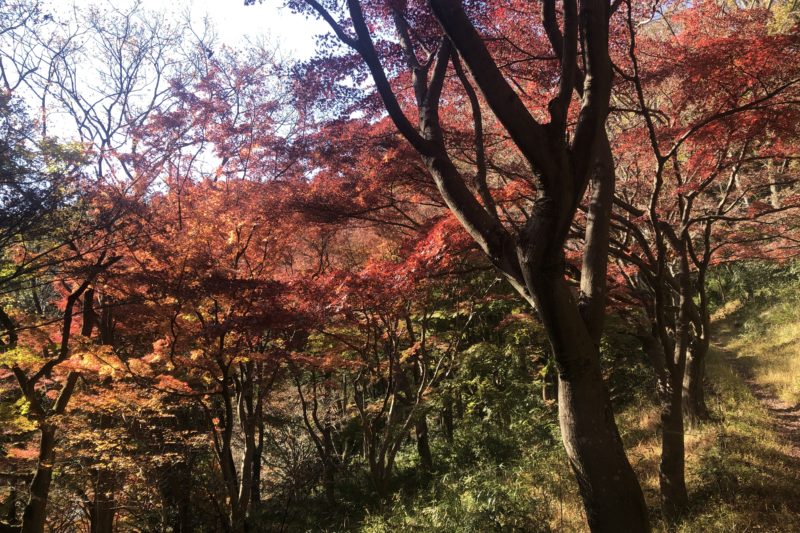 飯山白山森林公園の紅葉