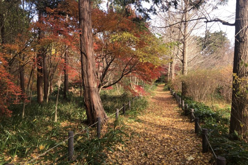 俣野別邸庭園の紅葉