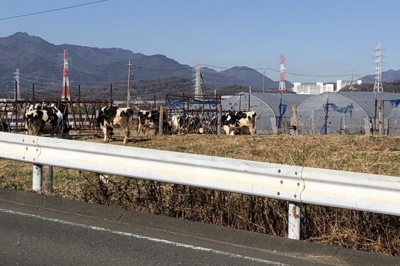 石田牧場で放牧中の牛