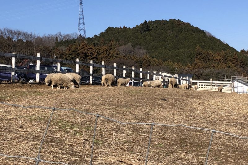 服部牧場の羊